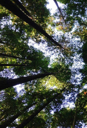 Text on an image of treetops seen from below with the sky.